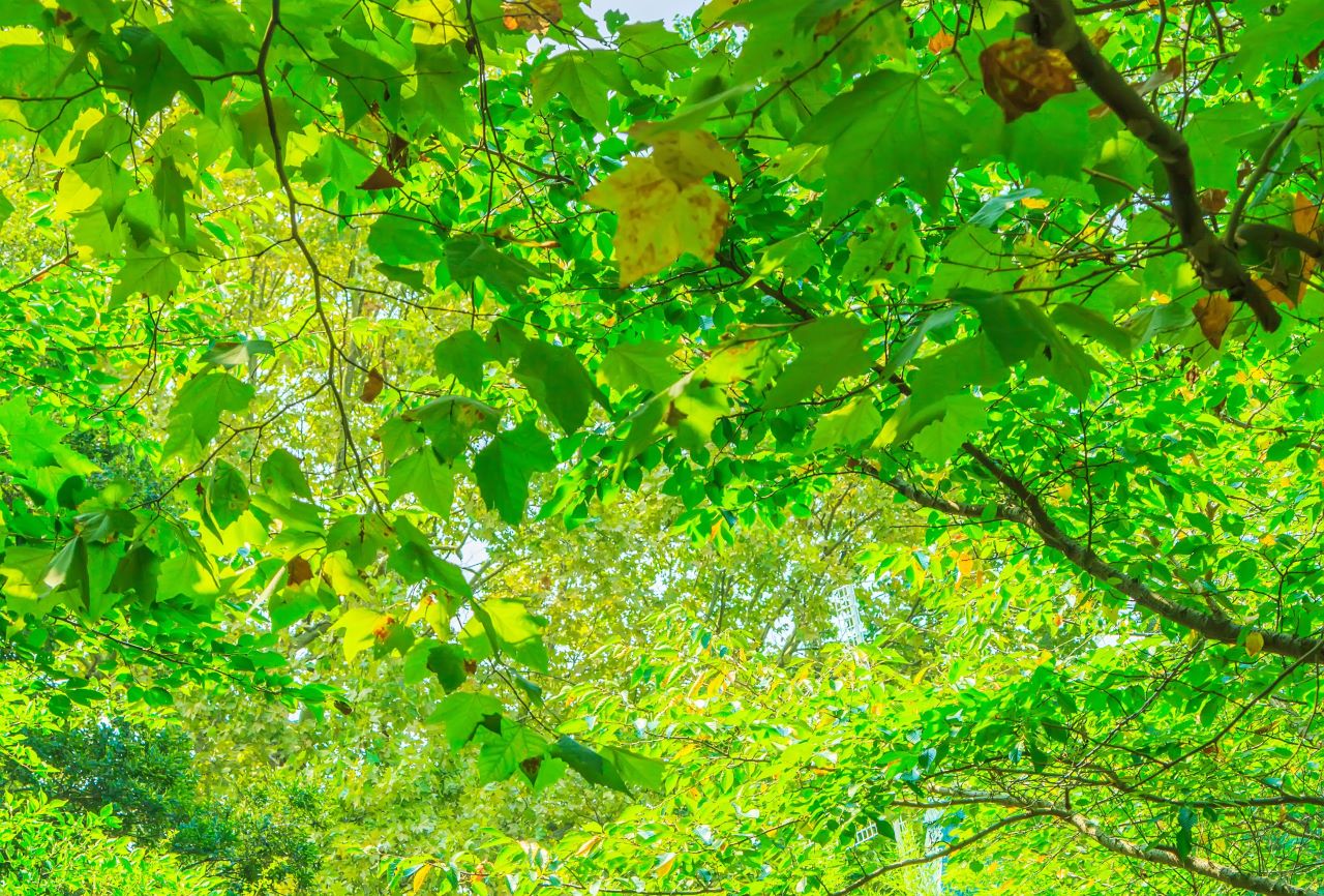 今日は良い天気